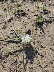 Leucocrinum montanum