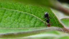 Camponotus lindigi