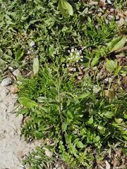 Capsella bursa-pastoris