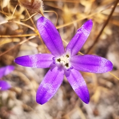 Brodiaea terrestris