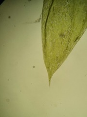 Plagiothecium succulentum