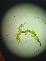 Plagiothecium succulentum