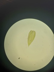 Plagiothecium succulentum