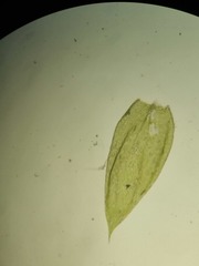 Plagiothecium succulentum