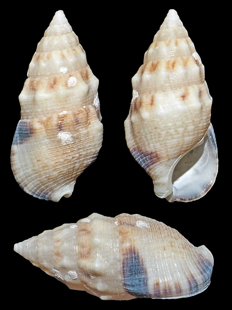 Cerithium atromarginatum