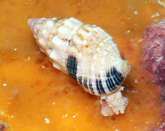 Cerithium atromarginatum