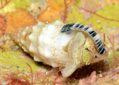 Cerithium atromarginatum