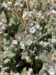 Phacelia phacelioides