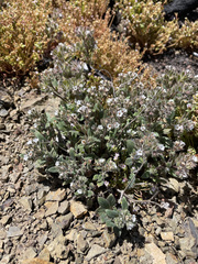 Phacelia phacelioides