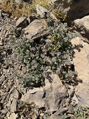Phacelia phacelioides