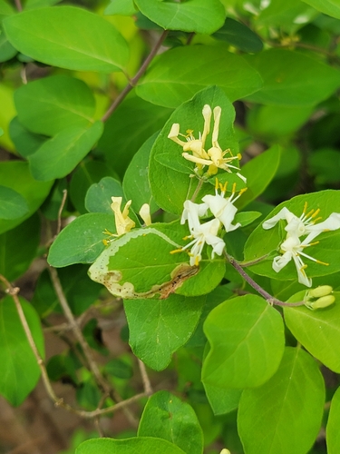 Aulagromyza cornigera photo 5