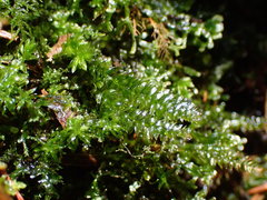 Plagiothecium nemorale