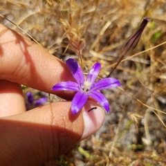 Brodiaea terrestris