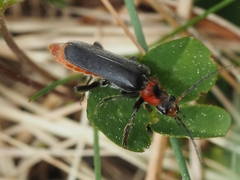 Cantharis rustica