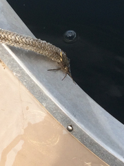 Dolomedes tenebrosus