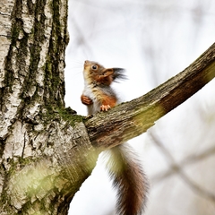Sciurus vulgaris