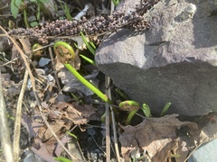 Onocleaceae