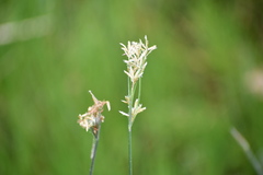 Cyperus articulatus