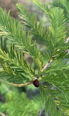 Taxodiomyia cupressiananassa