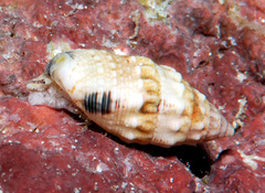 Cerithium atromarginatum
