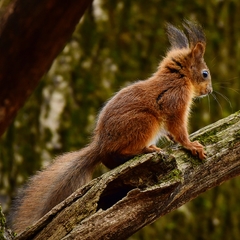 Sciurus vulgaris