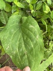 Mertensia virginica