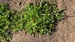 Plagiobothrys bracteatus