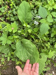 Mertensia virginica
