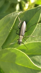 Epicauta curvicornis