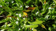 Plagiobothrys bracteatus