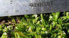 Plagiobothrys bracteatus