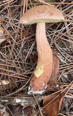 Aureoboletus projectellus