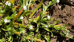 Plagiobothrys bracteatus