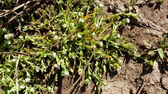 Plagiobothrys bracteatus