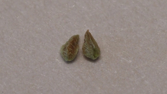 Plagiobothrys bracteatus