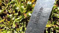 Plagiobothrys bracteatus