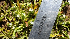 Plagiobothrys bracteatus