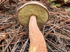 Aureoboletus projectellus