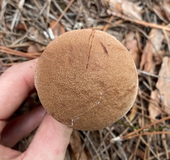 Aureoboletus projectellus