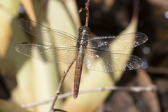 Orthetrum migratum