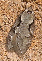 Semioscopis packardella