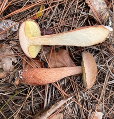 Aureoboletus projectellus