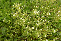 Cerastium subtetrandrum