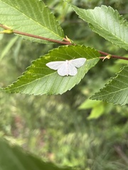 Scopula floslactata