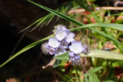 Phacelia breweri