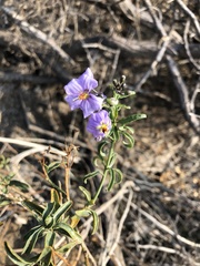 Solanum crispum