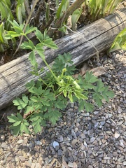 Lamprocapnos spectabilis