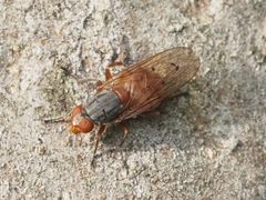 Brachyopa maculipennis