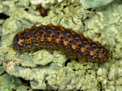 Bryophila raptricula