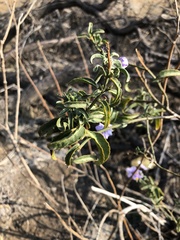 Solanum crispum